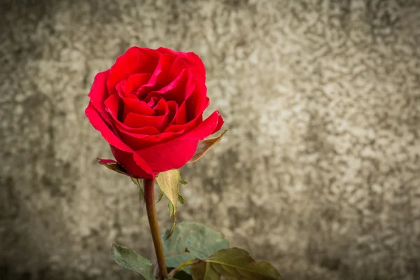 Natureza morta com rosas belas . — Fotografia de Stock