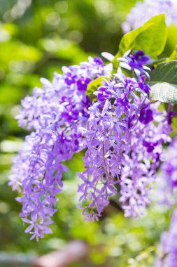 Güzel mor çelenk sarmaşığı (Petrea Volubilis) veya bulanık arkaplanda kraliçenin sarmaşığı