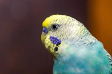 Budgerigar, yavru kuşlar muhabbet kuşları Güzel parlak mavi bir renk.