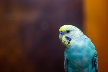 Budgerigar, yavru kuşlar muhabbet kuşları Güzel parlak mavi bir renk.