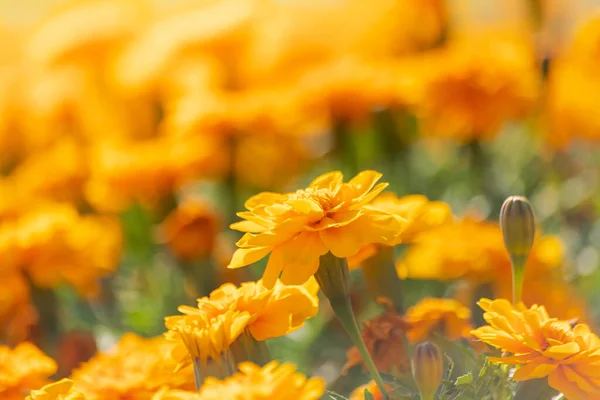 Marigold Blomma Blommande Levande Trädgården Grunt Djup Fältet — Stockfoto