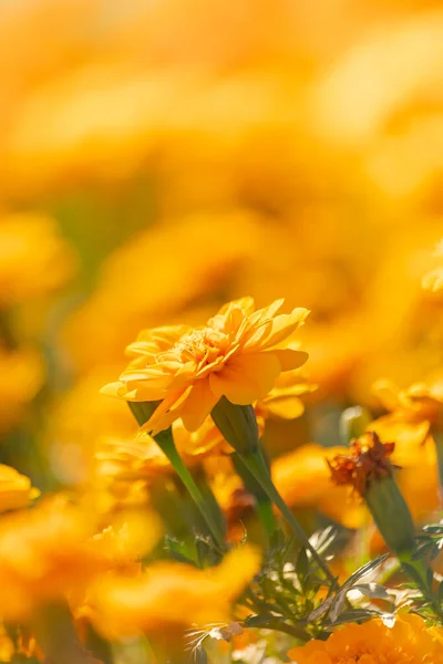 Calendula Fiore Fioritura Vivido Giardino Superficiale Profondità Campo — Foto Stock