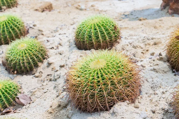 Cactus Spherical Golden Yellow Spike Growing Sand — Stock Photo, Image