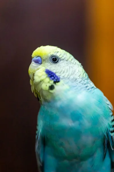 Budgerigar Babybule Pássaros Brotos Uma Linda Cor Azul Brilhante — Fotografia de Stock