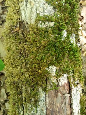 Ağaç gövdesinin çok değişik bir yapısı var.