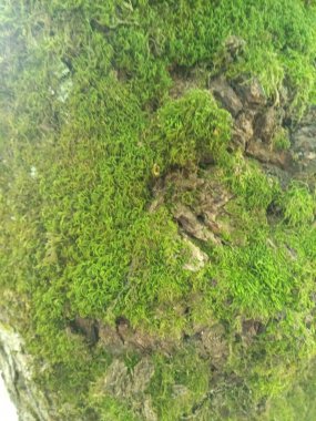 Ağaç gövdesinin çok değişik bir yapısı var.