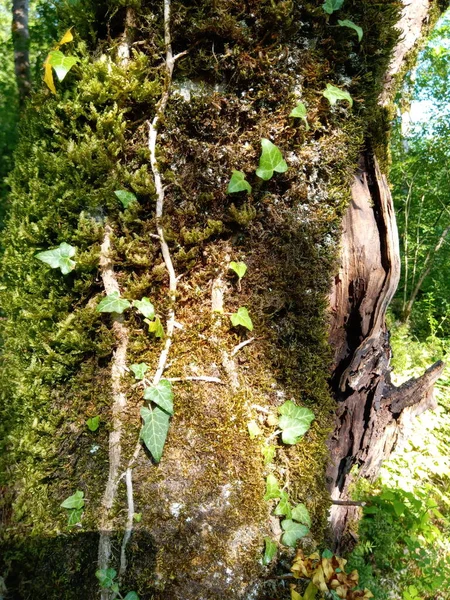 Albero Con Muschio Nella Foresta — Foto Stock