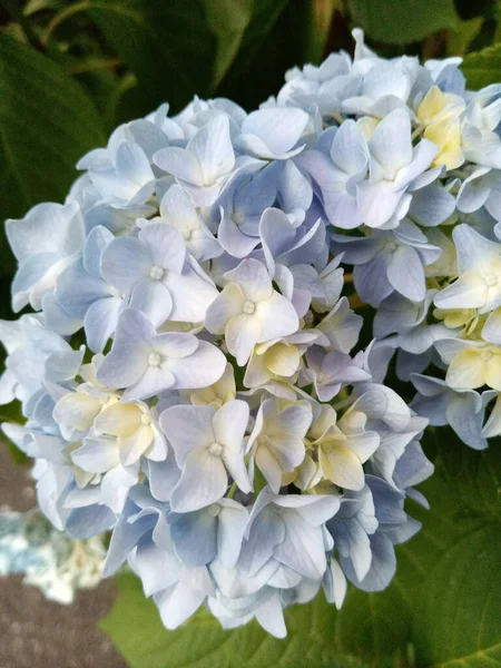 Синие Цветки Гортензии — стоковое фото