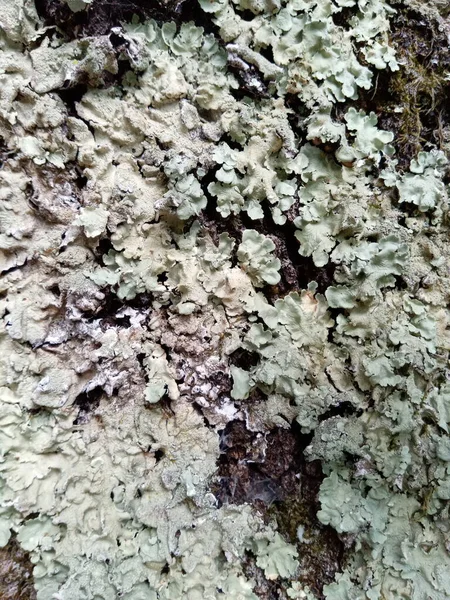 Corteza Árbol — Foto de Stock