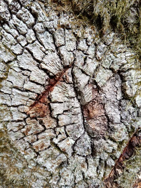 Barken Från Ett Träd — Stockfoto