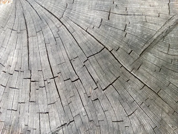 Textura Árvore Madeira — Fotografia de Stock