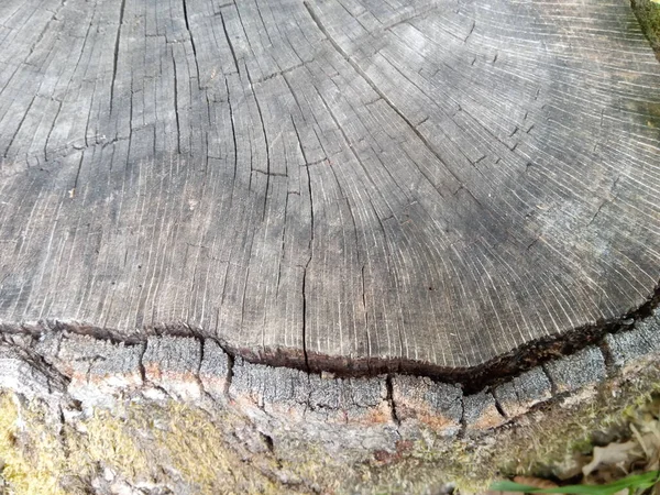 Textura Árvore Madeira — Fotografia de Stock