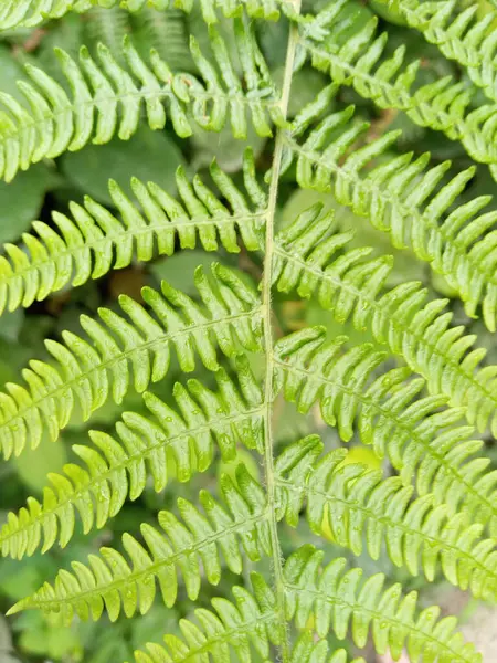 Hoja Helecho Fondo Bosque —  Fotos de Stock