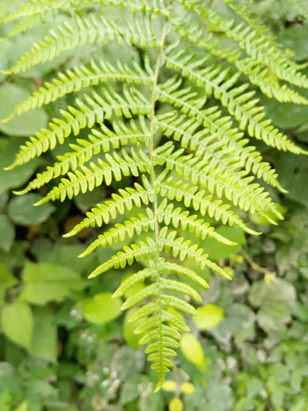 Ormanda Eğreltiotu Yaprağı — Stok fotoğraf