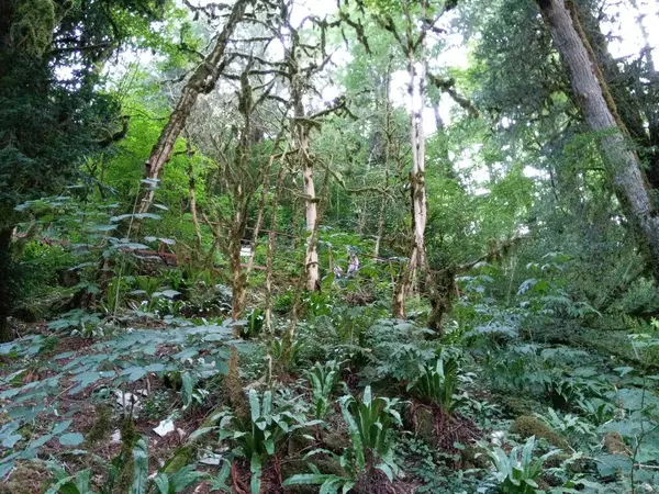 Деревья Лесу — стоковое фото
