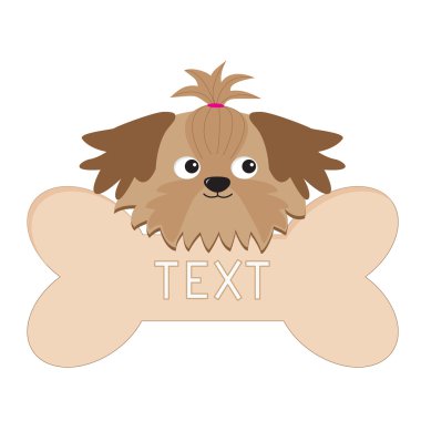 küçük tan shih tzu köpek