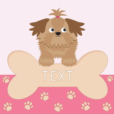 küçük tan shih tzu köpek
