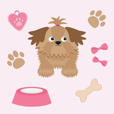 küçük tan shih tzu köpek