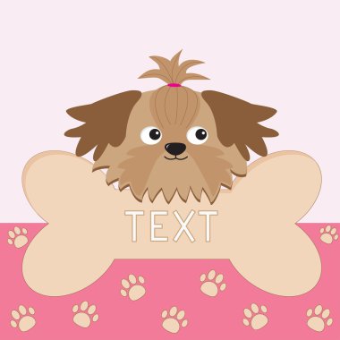 küçük tan shih tzu köpek