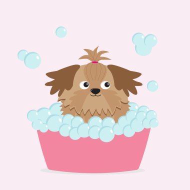 küçük tan shih tzu köpek