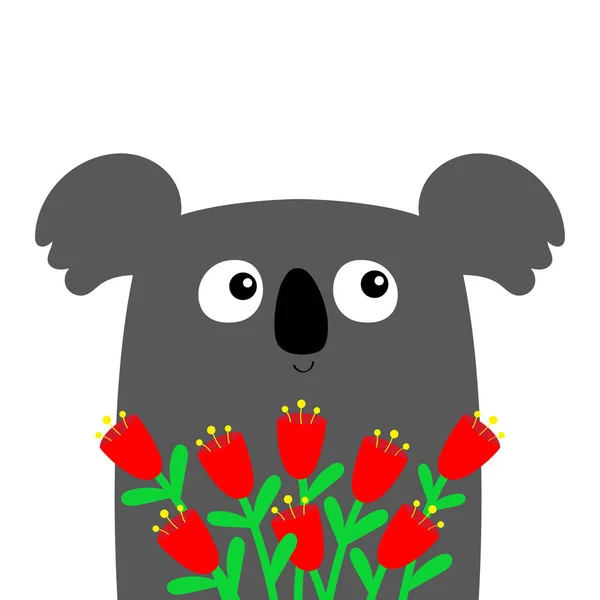 Koala Gospodarstwa Czerwony Bukiet Kwiatów Tulipan Słodka Postać Kreskówki Kawaii — Wektor stockowy