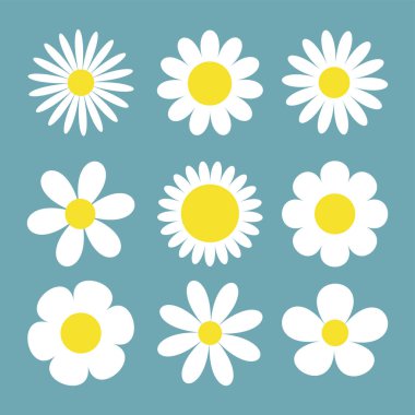 Daisy Camomile büyük seti. Dokuz beyaz papatya çayı ikonu. Şirin, yuvarlak çiçek koleksiyonu. Aşk kartı sembolü. Büyüyen konsept. Düz dizayn. İzole edilmiş. Mavi arka plan. Vektör illüstrasyonu