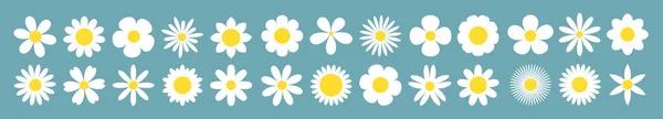 Daisy Camomile Super Big Line Set White Chamomile Icon Growing — Stock Vector