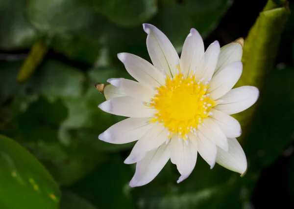 自然の中で咲く白い蓮の花の終わり — ストック写真