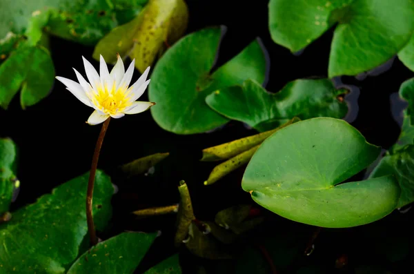 Doğada Çiçek Açan Beyaz Nilüfer Çiçeği — Stok fotoğraf