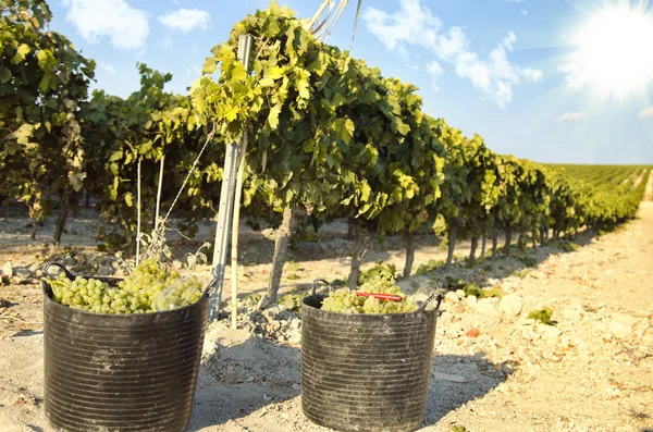 Manden van druiven op een wijnstok — Stockfoto