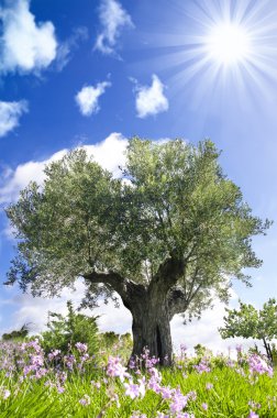 zeytin ağacı güneşli bir gün