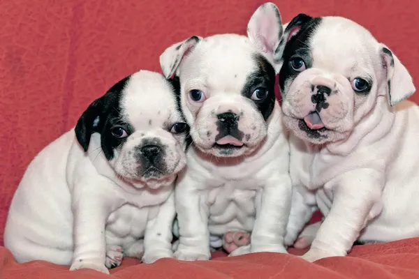 French bulldog puppies — Stock Photo, Image