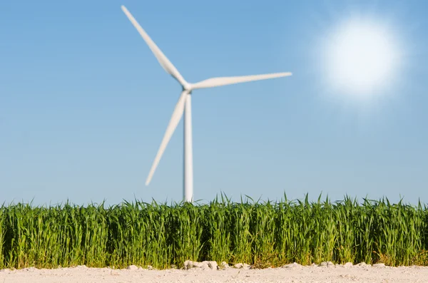 Pšeničné pole s pozadím větrný mlýn — Stock fotografie
