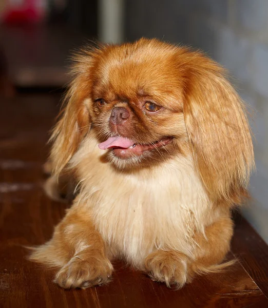 Um cão pequeno e engraçado, Pekingese — Fotografia de Stock