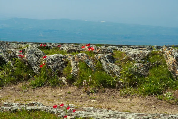 Fleurs sur les rochers — Photo