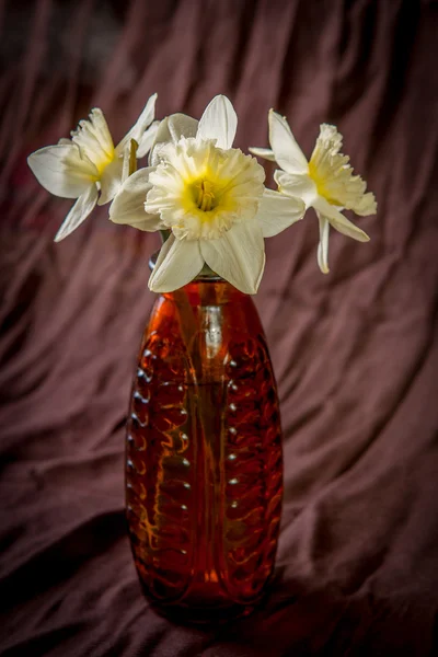 Νάρκισσος λουλούδια — Φωτογραφία Αρχείου