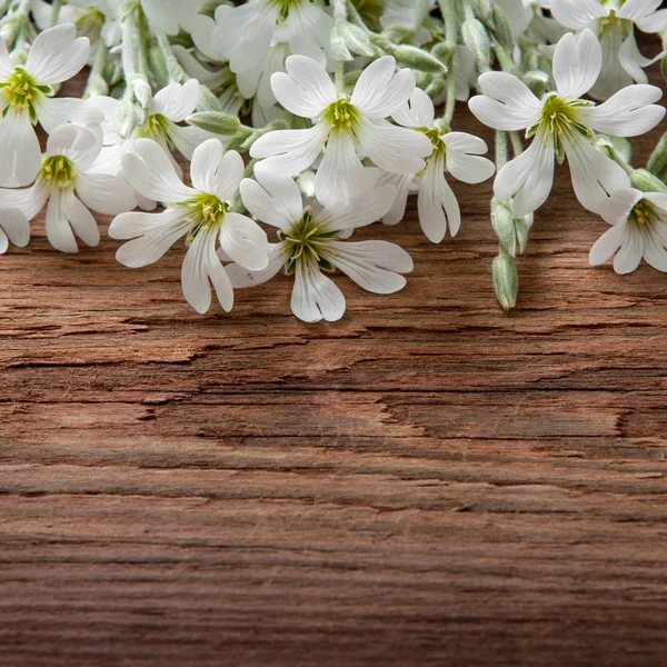 Blommor på trä bakgrund — Stockfoto