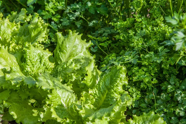 Fresh parsley and lettuce — Stock Photo, Image