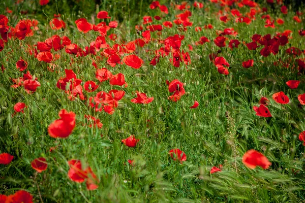 Campo papavero rosso — Foto Stock