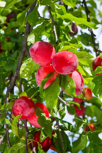 Rote reife Pflaumen auf dem Baum — Stockfoto