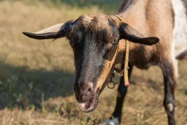 Glückliche Ziege — Stockfoto