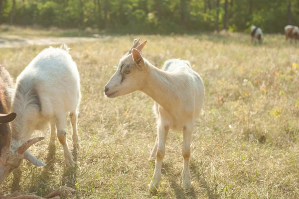 Chèvres dans un pâturage d'été — Photo