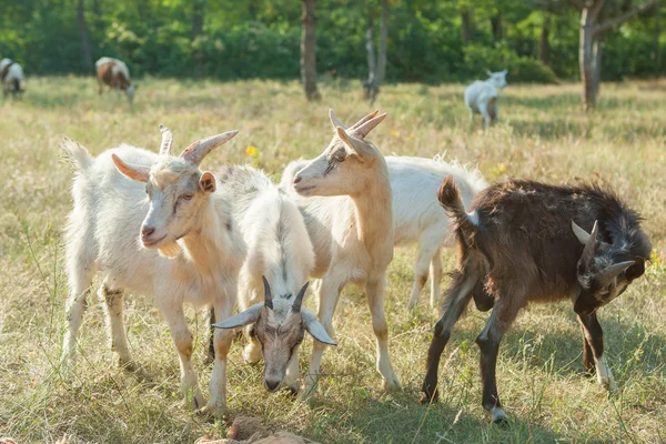 Chèvres dans un pâturage d'été — Photo