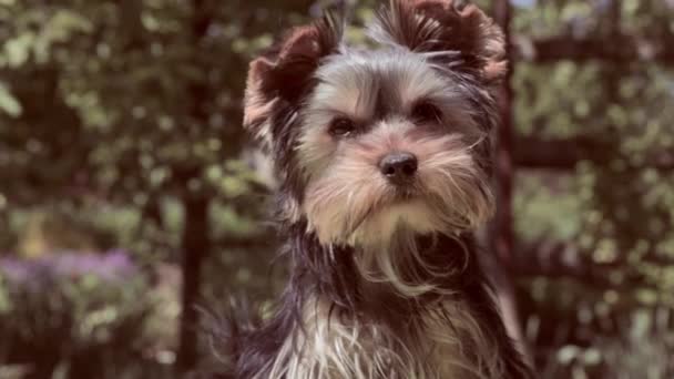 Hond Kijkt Naar Camera Close Van Een Mooi Schattig Hondengezicht — Stockvideo