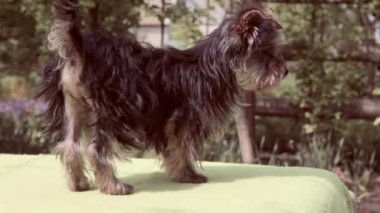 Şirin köpeğin adı Breed Yorkshire Terrier. Komik köpek oynuyor..