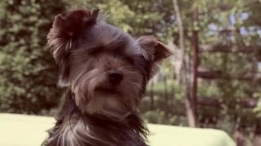 Şirin köpeğin adı Breed Yorkshire Terrier. Komik köpek havlaması.