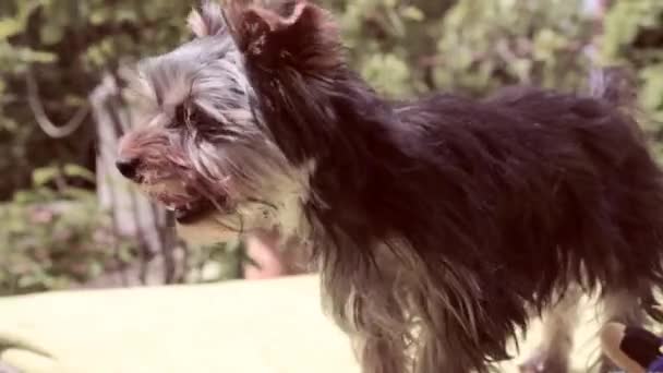 Chien Mignon Est Race Yorkshire Terrier Chiot Drôle Joue — Video