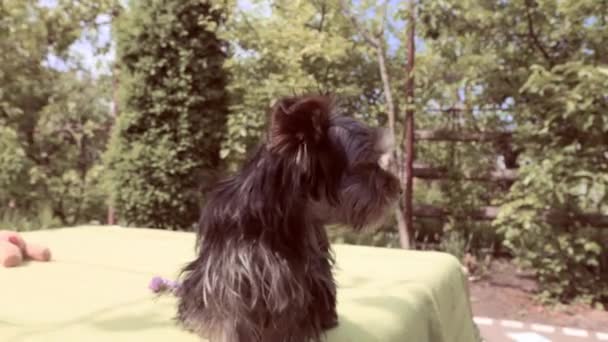 Lindo Perro Breed Yorkshire Terrier Cachorro Divertido Ladrando — Vídeos de Stock