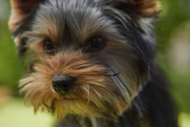 Yavru köpek dışarıda. Güzel, şirin bir köpek suratını kapat. Breed Yorkshire Teriyeri.