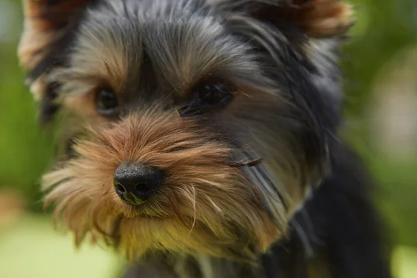 Puppy Outdoors Close Beautiful Cute Dog Face Breed Yorkshire Terrier — Fotografia de Stock